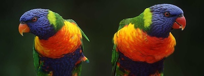 Close-up of two colourful parrots looking at each other sideways